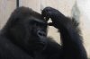 gorilla-scratching-head.jpg